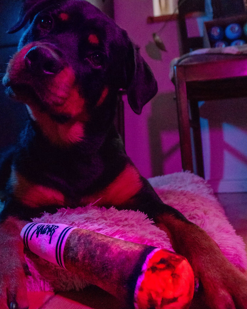Cane giovane su un cuscino rosa con il joint di peluche davanti